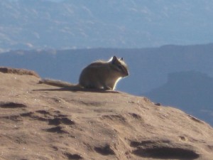 Little chipmunk