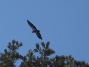 Condor at Bright Angel Lodge