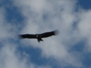 Condor In Flight