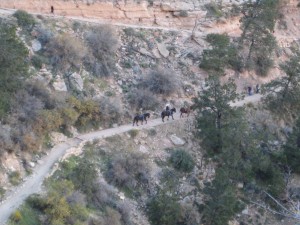 Mules on Bright Angel Trail