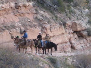 Mules take a break on Bright Angel Trail