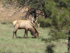 Elk with massive horns