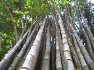 Looking up to the top of the bamboo