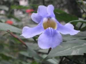 Flower in the Rain Forest