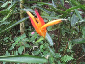 Beautiful Flower in the rain forest
