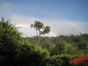 Rainbow at the Coffee Plantation