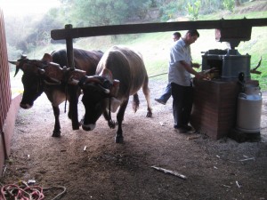 Oxen turning a device that crushed the sugar canes