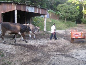 Oxen heading to stable