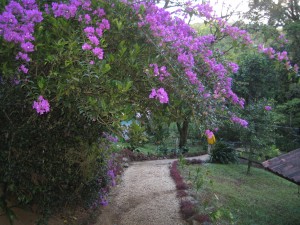 Beautiful flowers line a path at El Trapiche