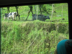 Cattle on way to Lake Arenal