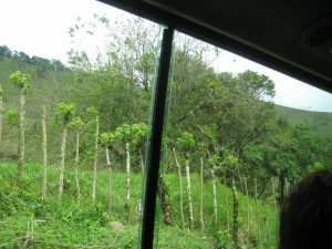 Forest on drive to Lake Arenal
