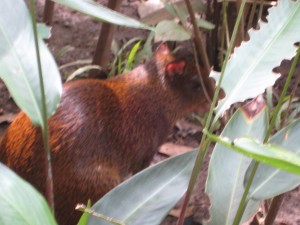 Agouti, small rodent with no tail