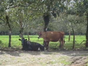 Roadside cows