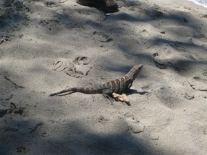 Iguana on the beach