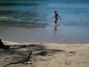 Iguana in foreground with beach girl in background