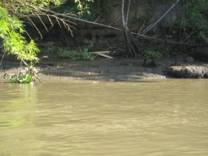 Crocodile on banks of Sierpe River
