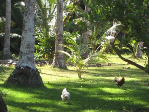 Roosters run through the grass