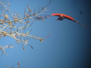 Scarlet Macaw takes flight