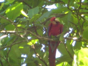 Spotting a scarlet macaw