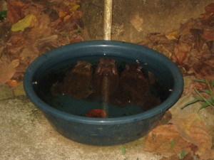 Look close to see three toads in Samson's water dish