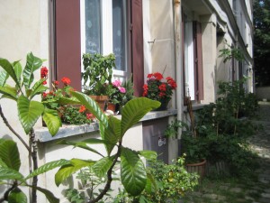 Window geraniums in Courtyard